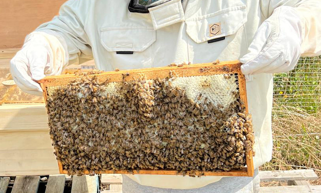 A beekeeper holding a frame of comb covered in bees