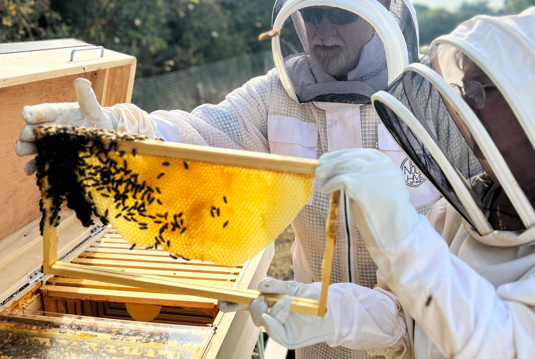two beekeepers holding up a frame covered with bees